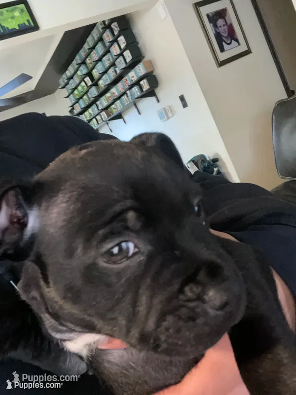 Scar – Staffordshire Bull Terrier puppy for sale in Lakewood, WA