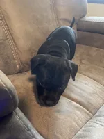 No Name , a male Staffordshire Bull Terrier for sale in Lakewood, WA – 2 of 6