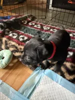 Red, a male Staffordshire Bull Terrier for sale in Lakewood, WA – 8 of 10