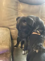 Scar, a female Staffordshire Bull Terrier for sale in Lakewood, WA – 8 of 10