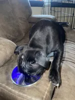 Scar, a female Staffordshire Bull Terrier for sale in Lakewood, WA – 4 of 10