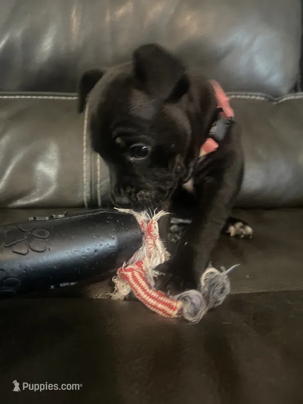Pinkie , a female Staffordshire Bull Terrier for sale in Lakewood, WA – 1 of 8