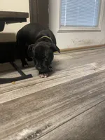 Green , a male Staffordshire Bull Terrier for sale in Lakewood, WA – 7 of 9