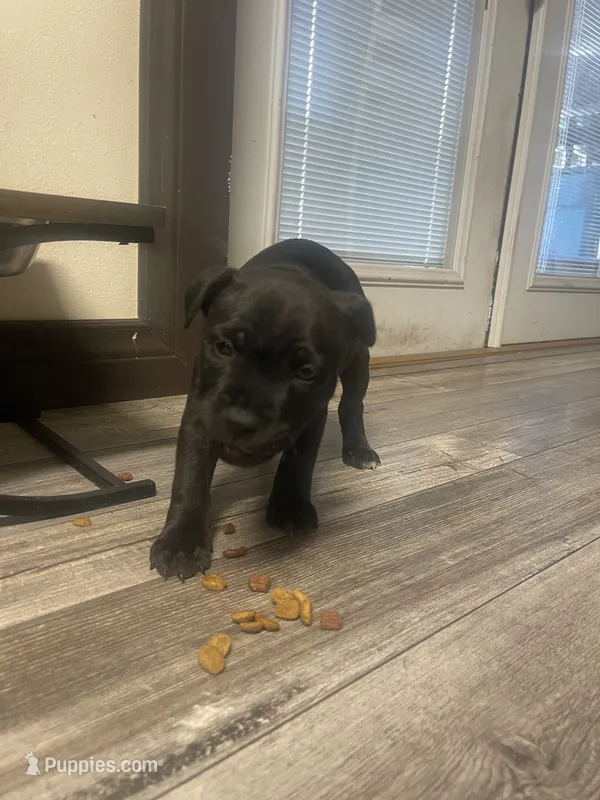Fatty  – Staffordshire Bull Terrier puppy for sale in Lakewood, WA