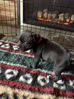 Red, a male Staffordshire Bull Terrier for sale in Lakewood, WA – 10 of 10
