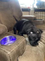 Scar, a female Staffordshire Bull Terrier for sale in Lakewood, WA – 10 of 10