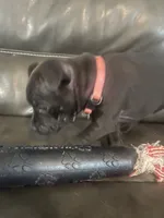 Pinkie , a female Staffordshire Bull Terrier for sale in Lakewood, WA – 7 of 8