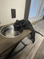 Scar, a female Staffordshire Bull Terrier for sale in Lakewood, WA – 9 of 10