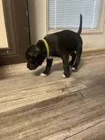 Green , a male Staffordshire Bull Terrier for sale in Lakewood, WA – 5 of 9