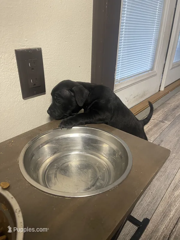No Name , a male Staffordshire Bull Terrier for sale in Lakewood, WA – 1 of 6