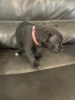 Pinkie , a female Staffordshire Bull Terrier for sale in Lakewood, WA – 2 of 8