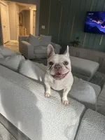Rebel, a female French Bulldog for sale in Independence, KY – Photo 2 of 3