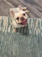 Rebel, a female French Bulldog for sale in Independence, KY – Photo 3 of 3