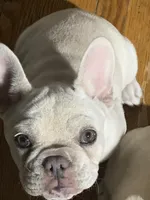 Rebel, a female French Bulldog for sale in Independence, KY – Photo 1 of 3