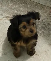 Queenie, a female Yorkshire Terrier for sale in Norco, CA – 2 of 2