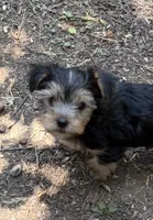 Bobby , a male Yorkshire Terrier for sale in Norco, CA – 4 of 5