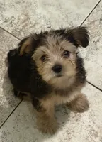 Bobby , a male Yorkshire Terrier for sale in Norco, CA – 3 of 5