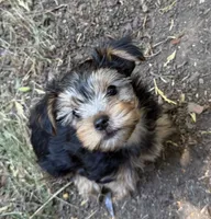 Bobby , a male Yorkshire Terrier for sale in Norco, CA – 2 of 5