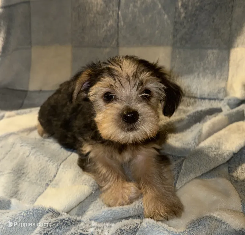 Bobby  – Yorkshire Terrier puppy for sale in Norco, CA