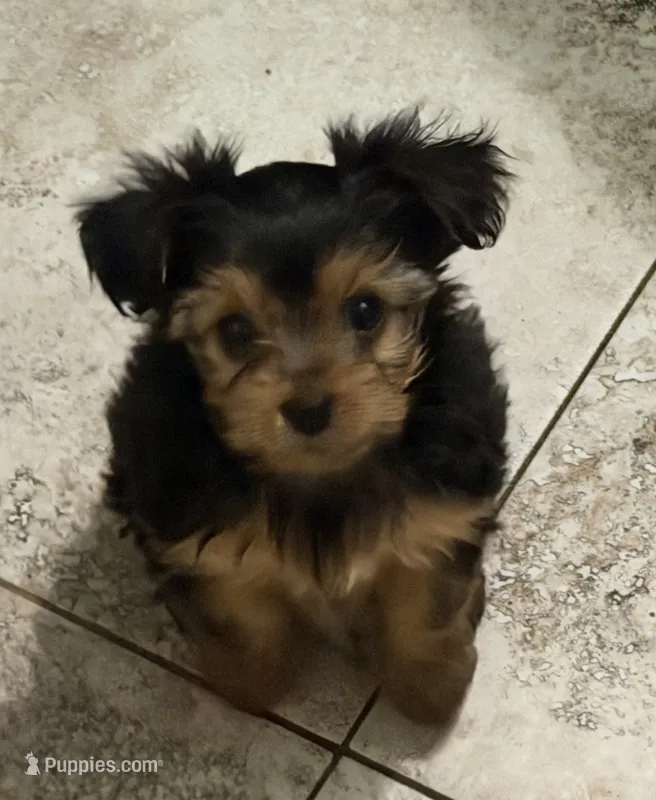 Queenie – Yorkshire Terrier puppy for sale in Norco, CA