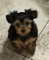 Queenie, a female Yorkshire Terrier for sale in Norco, CA – 1 of 2