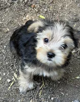 Bobby , a male Yorkshire Terrier for sale in Norco, CA – 5 of 5