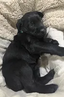 Charlie , a male Giant Schnauzer for sale in Jacksonville, NC – 2 of 9
