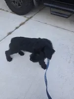 Charlie , a male Giant Schnauzer for sale in Jacksonville, NC – 7 of 9
