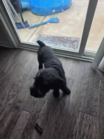 Charlie , a male Giant Schnauzer for sale in Jacksonville, NC – 5 of 9