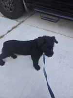 Charlie , a male Giant Schnauzer for sale in Jacksonville, NC – 9 of 9