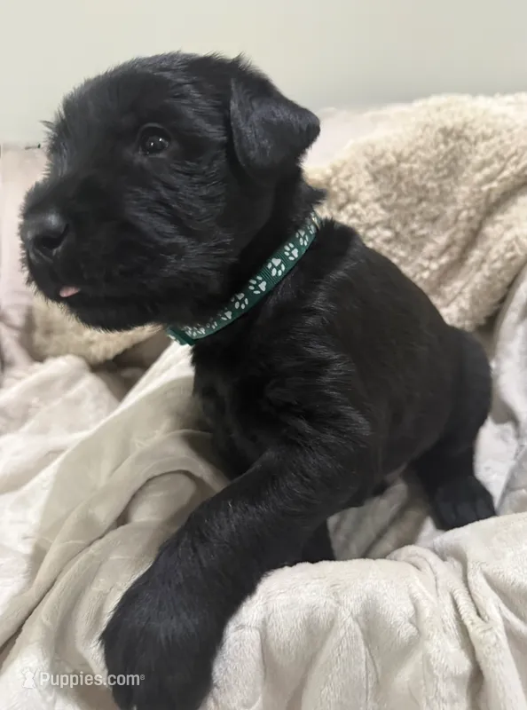Charlie  – Giant Schnauzer puppy for sale in Jacksonville, NC
