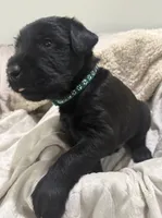 Charlie , a male Giant Schnauzer for sale in Jacksonville, NC – 1 of 9
