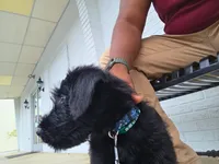 Charlie , a male Giant Schnauzer for sale in Jacksonville, NC – 3 of 9