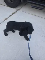 Charlie , a male Giant Schnauzer for sale in Jacksonville, NC – 8 of 9