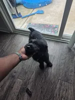 Charlie , a male Giant Schnauzer for sale in Jacksonville, NC – 4 of 9