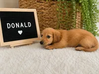 Donald, a male Miniature Dachshund for sale in Sanford, FL – 1 of 2