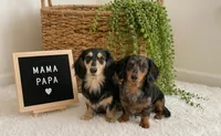 Goofy , a male Miniature Dachshund for sale in Sanford, FL – 2 of 2