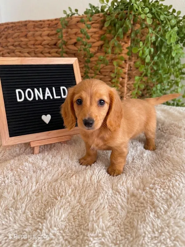 Donald LONG HAIR – Miniature Dachshund puppy for sale in Sanford, FL