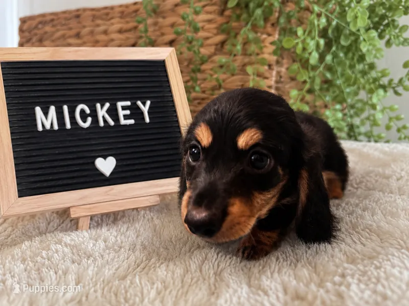 Mickey – Miniature Dachshund puppy for sale in Sanford, FL