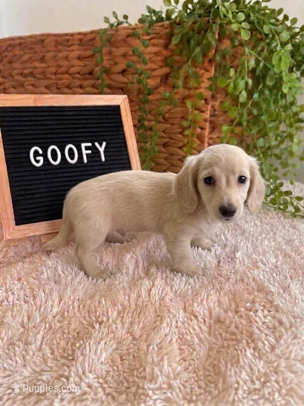 Goofy LONG HAIR – Miniature Dachshund puppy for sale in Sanford, FL