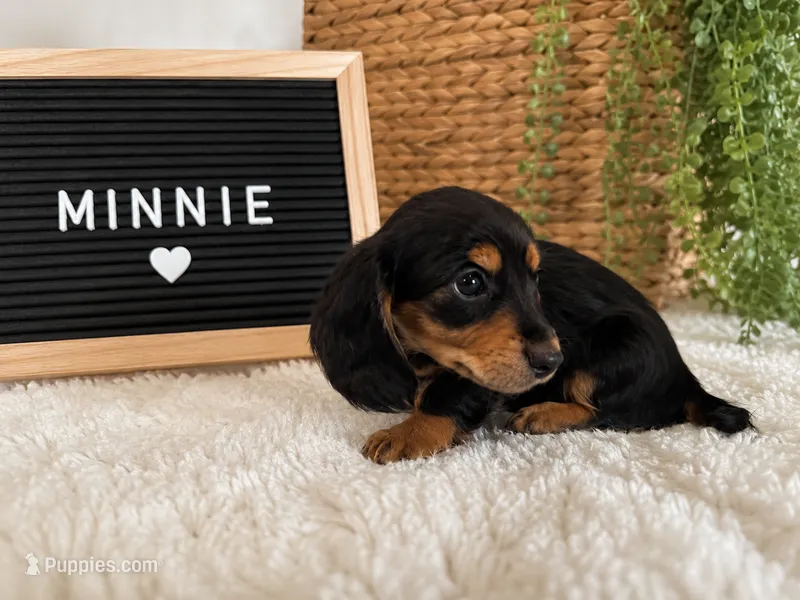 Minnie – Miniature Dachshund puppy for sale in Sanford, FL