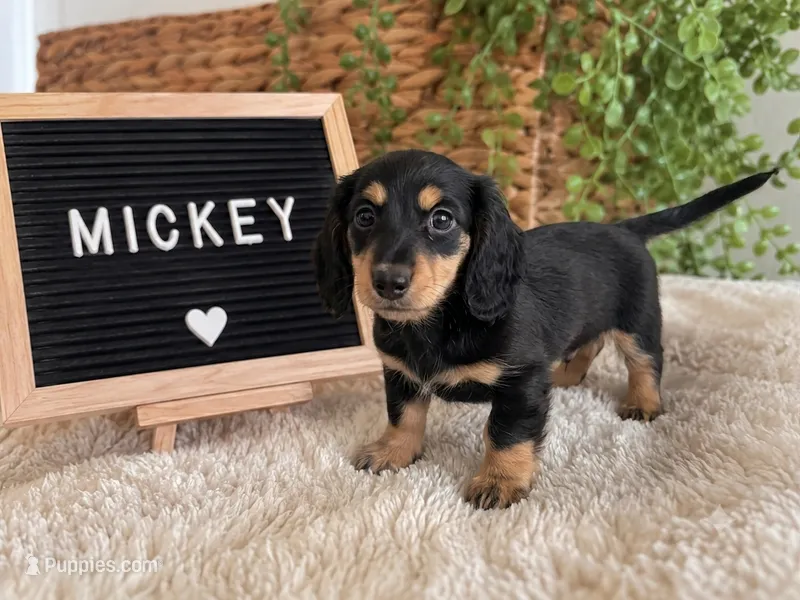Mickey LONG HAIR – Miniature Dachshund puppy for sale in Sanford, FL