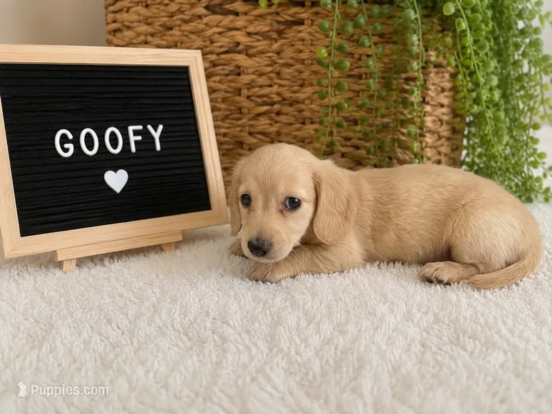 Goofy  – Miniature Dachshund puppy for sale in Sanford, FL