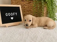 Goofy , a male Miniature Dachshund for sale in Sanford, FL – 1 of 2