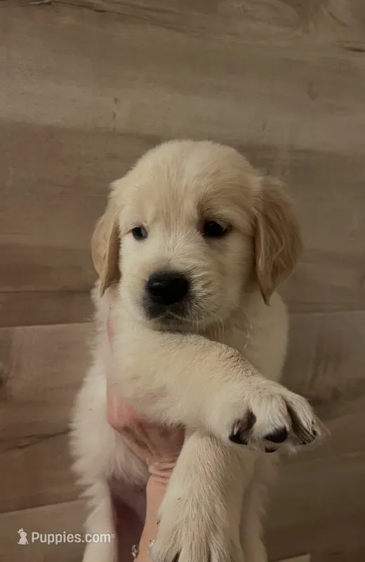 Toy – Golden Retriever puppy for sale in Coarsegold, CA