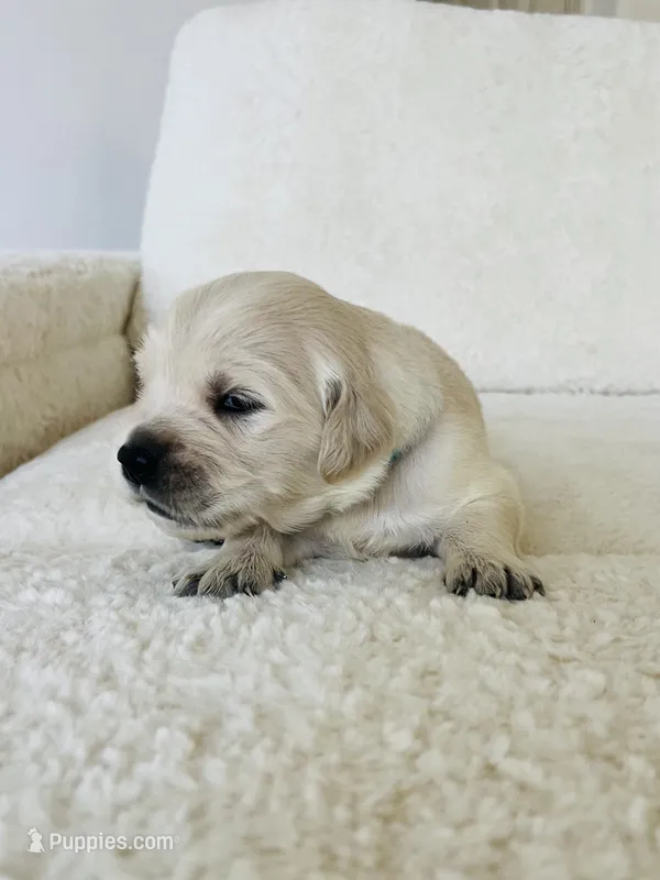 Love  – Golden Retriever puppy for sale in Coarsegold, CA