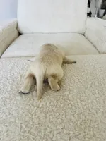 Love , a male Golden Retriever for sale in Coarsegold, CA – 4 of 8