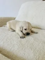 Love , a male Golden Retriever for sale in Coarsegold, CA – 8 of 8