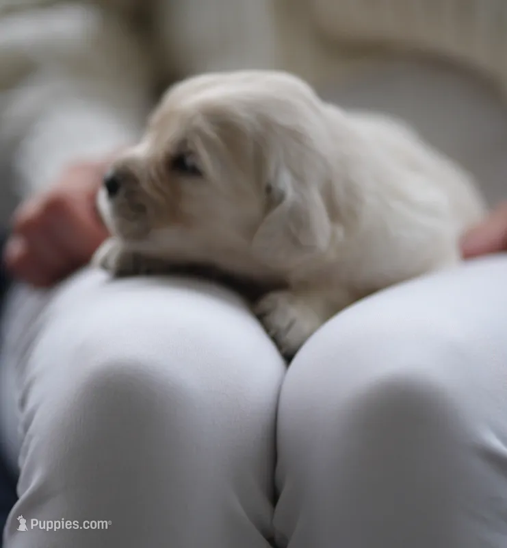Toy – Golden Retriever puppy for sale in Coarsegold, CA