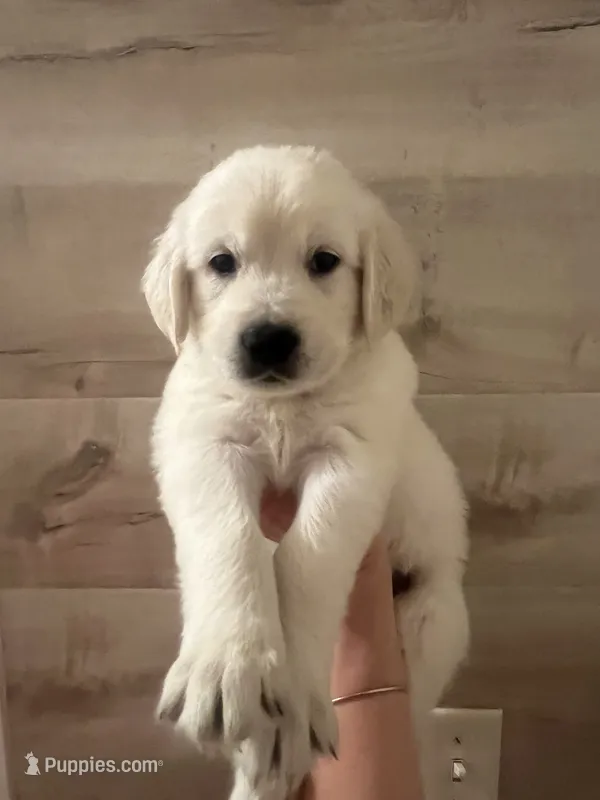Love  – Golden Retriever puppy for sale in Coarsegold, CA